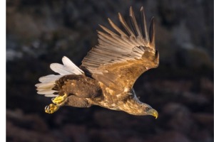 White-tailed sea eagle underlit